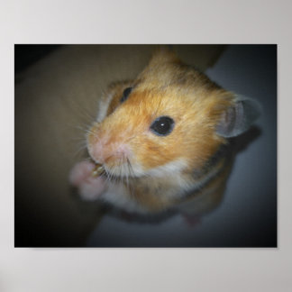 Poster syrien Hamster