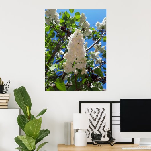 Poster Syringa, Arbre à fleurs blanc Lilac (Bureau à domicile)