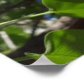 Poster Syringa, Arbre à fleurs blanc Lilac (Coin)