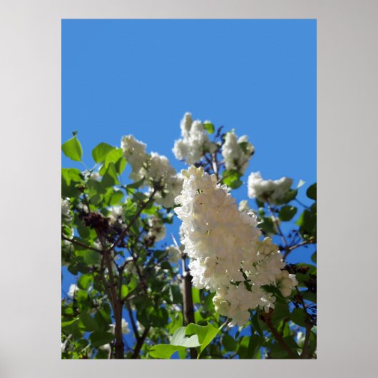 Poster Syringa, Arbre à fleurs blanc Lilac (Devant)