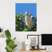 Poster Syringa, Arbre à fleurs blanc Lilac (Bureau à domicile)