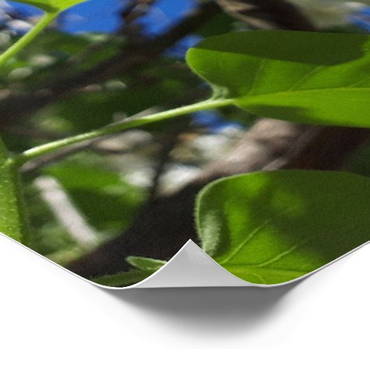 Poster Syringa, Arbre à fleurs blanc Lilac (Coin)