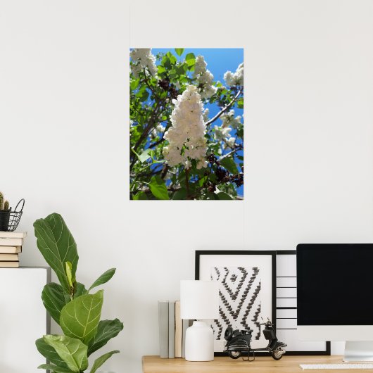 Poster Syringa, Arbre à fleurs blanc Lilac (Bureau à domicile)