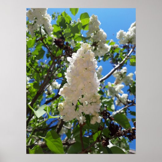 Poster Syringa, Arbre à fleurs blanc Lilac (Devant)