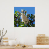 Poster Syringa, Arbre à fleurs blanc Lilac (Cuisine)