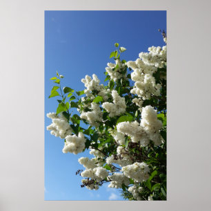 Poster Syringa, Arbre à fleurs blanc Lilac