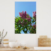 Poster Syringa , arbre à fleurs de lilas (Cuisine)
