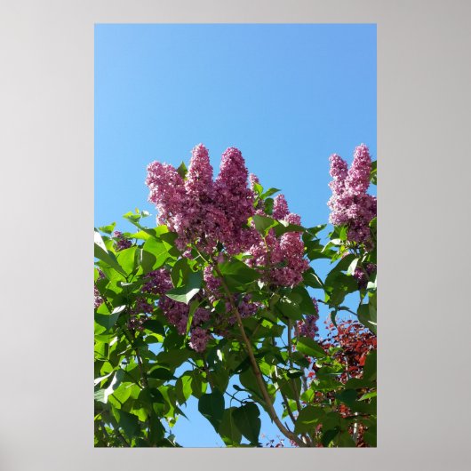 Poster Syringa , arbre à fleurs de lilas (Devant)
