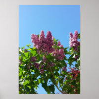 Syringa, Arbre à fleurs Lilac