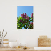 Poster Syringa, Arbre à fleurs Lilac (Cuisine)