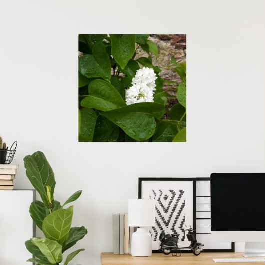 Poster Syringa, Fleur blanche Lilac avec gouttes de pluie (Bureau à domicile)