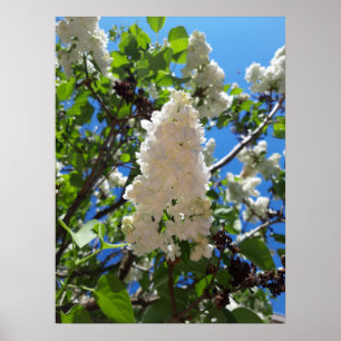 Poster Syringa , White Lilac Flower Tree 
