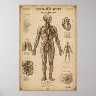 Poster Système Circulatoire Anatomique Vintage