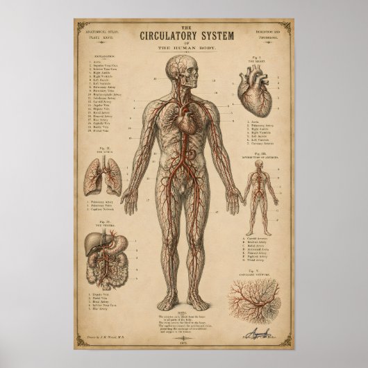 Poster Système Circulatoire Anatomique Vintage (Devant)
