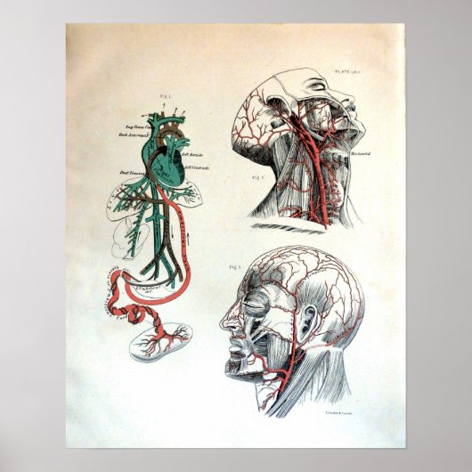 Poster Système circulatoire crânien (Devant)