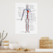 Poster Système circulatoire humain Diagramme de vue antér (Cuisine)