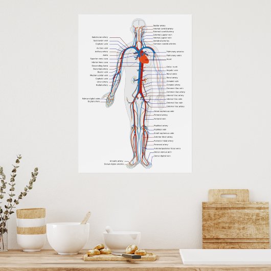 Poster Système circulatoire humain Diagramme de vue antér (Cuisine)