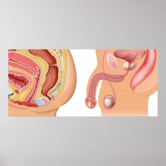 Poster Système de réduction pour les femmes et les hommes (Devant)