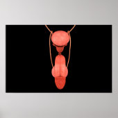 Poster Système de reproduction chez les hommes humains 5 (Devant)