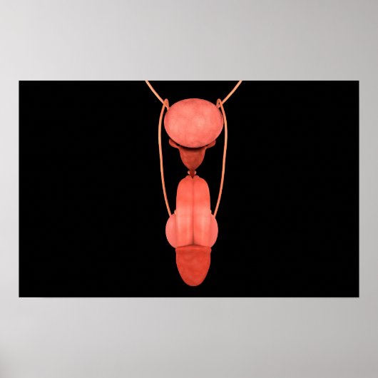 Poster Système de reproduction chez les hommes humains 5 (Devant)