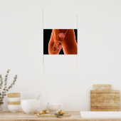 Poster Système de reproduction chez les hommes humains 6 (Cuisine)