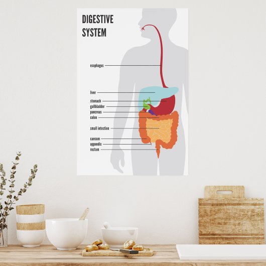 Poster Système digestif (Cuisine)