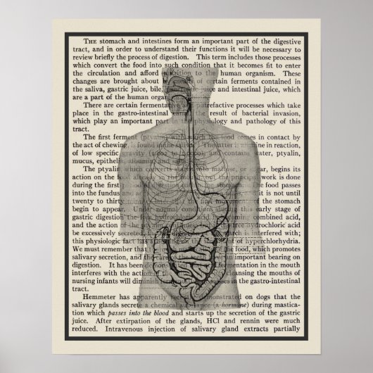 Poster Système digestif Anatomie Art Imprimer #5 (Devant)