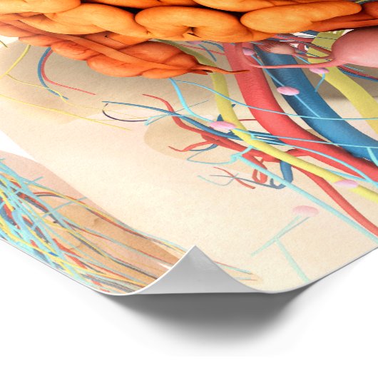 Poster Système Digestif Et Circulatoire Féminin (Coin)