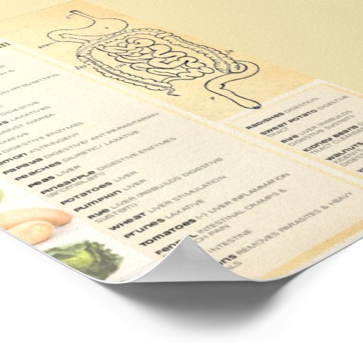 Poster Système digestif sain (Coin)