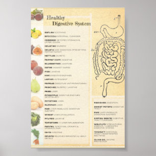 Poster Système digestif sain