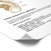 Poster Système européen Auriculothérapie Acupuncture orei (Coin)