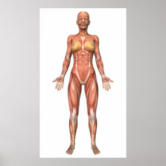 Poster Système musculaire féminin, Vue avant