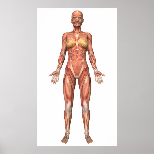 Poster Système musculaire féminin, Vue avant (Devant)