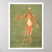 Poster Système Musculaire Plus Profond du Front du Corps, (Devant)