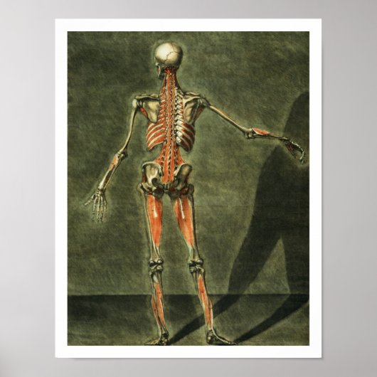 Poster Système musculaire profond de l'arrière du corps, (Devant)