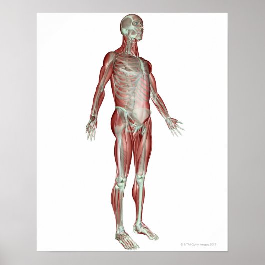 Poster Système musculosquelettique 8 (Devant)