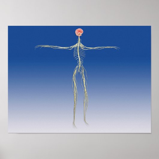 Poster Système nerveux central avec cerveau humain (Devant)