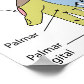 Poster Système nerveux Innervation Cutanée Limite droite (Coin)