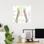 Poster Système nerveux Innervation Cutanée Limite droite (Bureau à domicile)