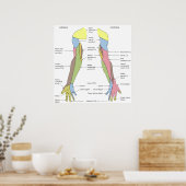 Poster Système nerveux Innervation Cutanée Limite droite (Cuisine)