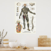 Poster Système nerveux Nerfs épineux Chiropratique 24 X 3 (Cuisine)
