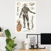 Poster Système nerveux Nerfs épineux Chiropratique 24 X 3 (Bureau à domicile)