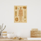 Poster Système nerveux vintage Anatomie humaine Médicale  (Cuisine)