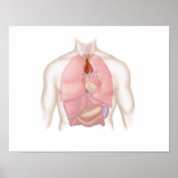 Système Respiratoire Et Digestif Humain