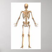 Poster Système Skeletal humain, Vue arrière (Devant)