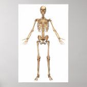 Poster Système Skeletal humain, Vue avant (Devant)