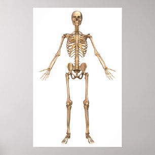 Poster Système Skeletal humain, Vue avant