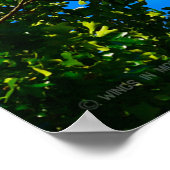 Poster T-1A, T-38C et T-6A FLAG US FLYPAST (Coin)