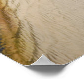 Poster T-Rex Dinosuar (Coin)