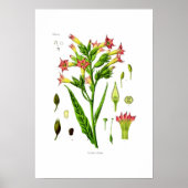 Poster Tabac (Devant)